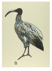 The Ibis of Ideas