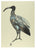 The Ibis of Ideas