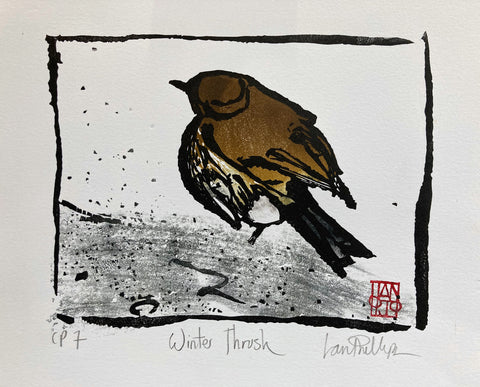 Winter Thrush CP7